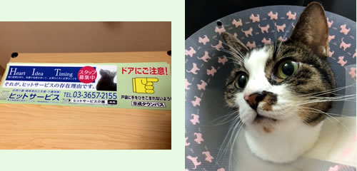 ねこ日記