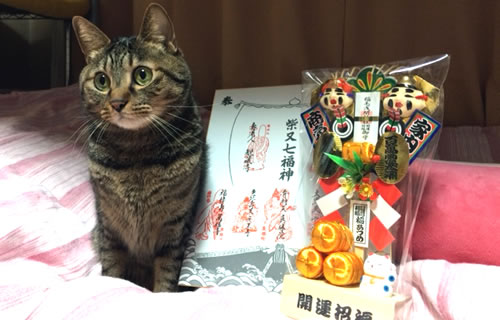 ねこ日記