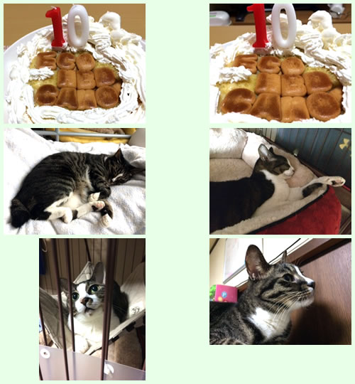 ねこ日記