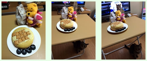 ねこ日記