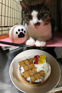 ねこ日記