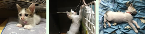 ねこ日記