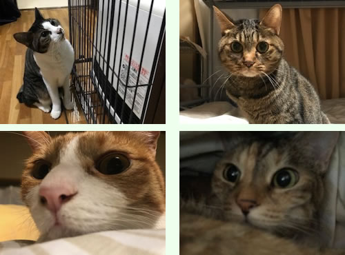ねこ日記
