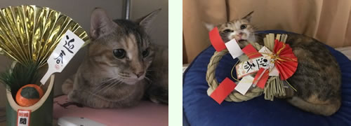 ねこ日記